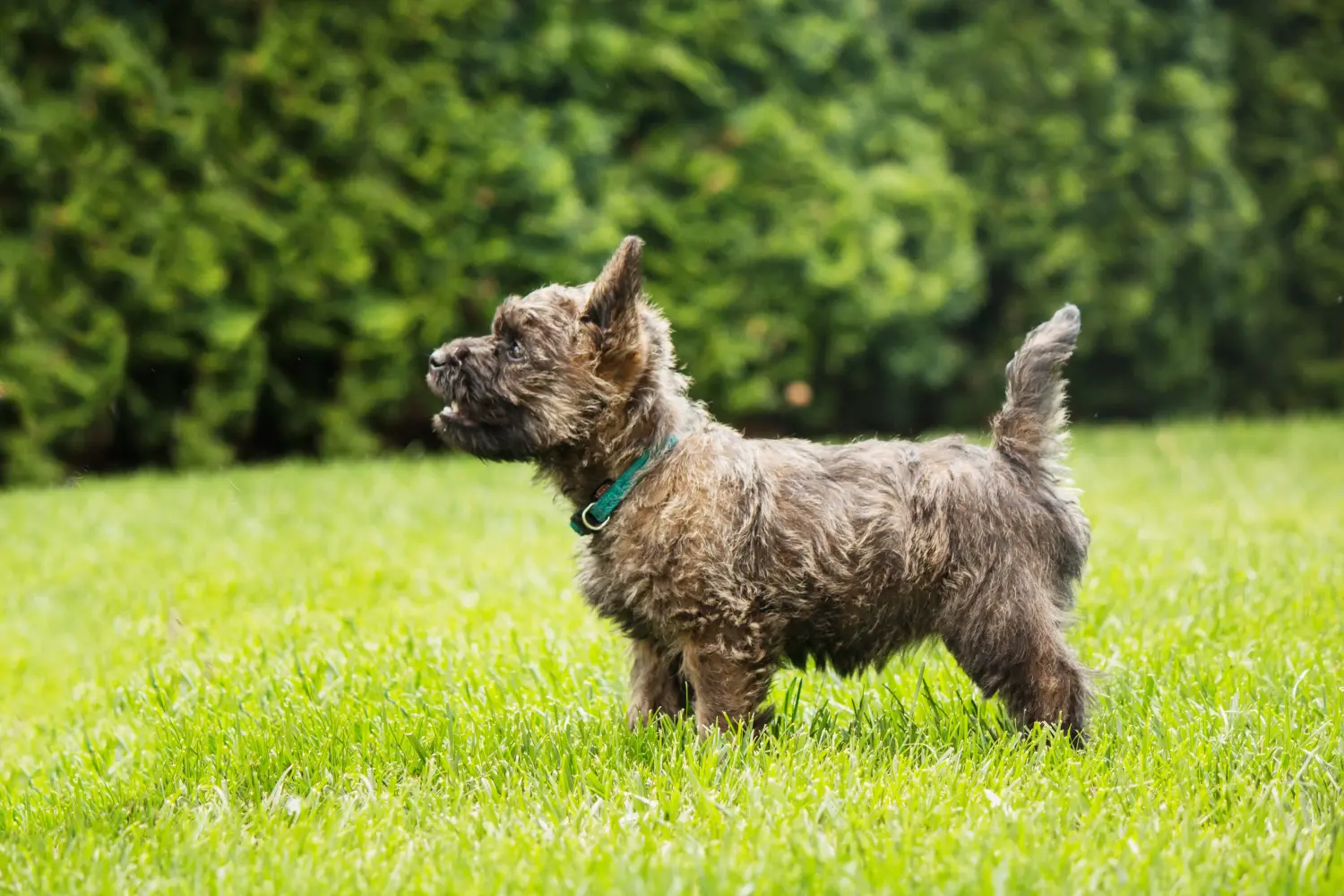 Cairn terrier kölyökkutya vásárlása felelősségvállalást jelent! Cairn terrier kiskutyák vásárlása.
