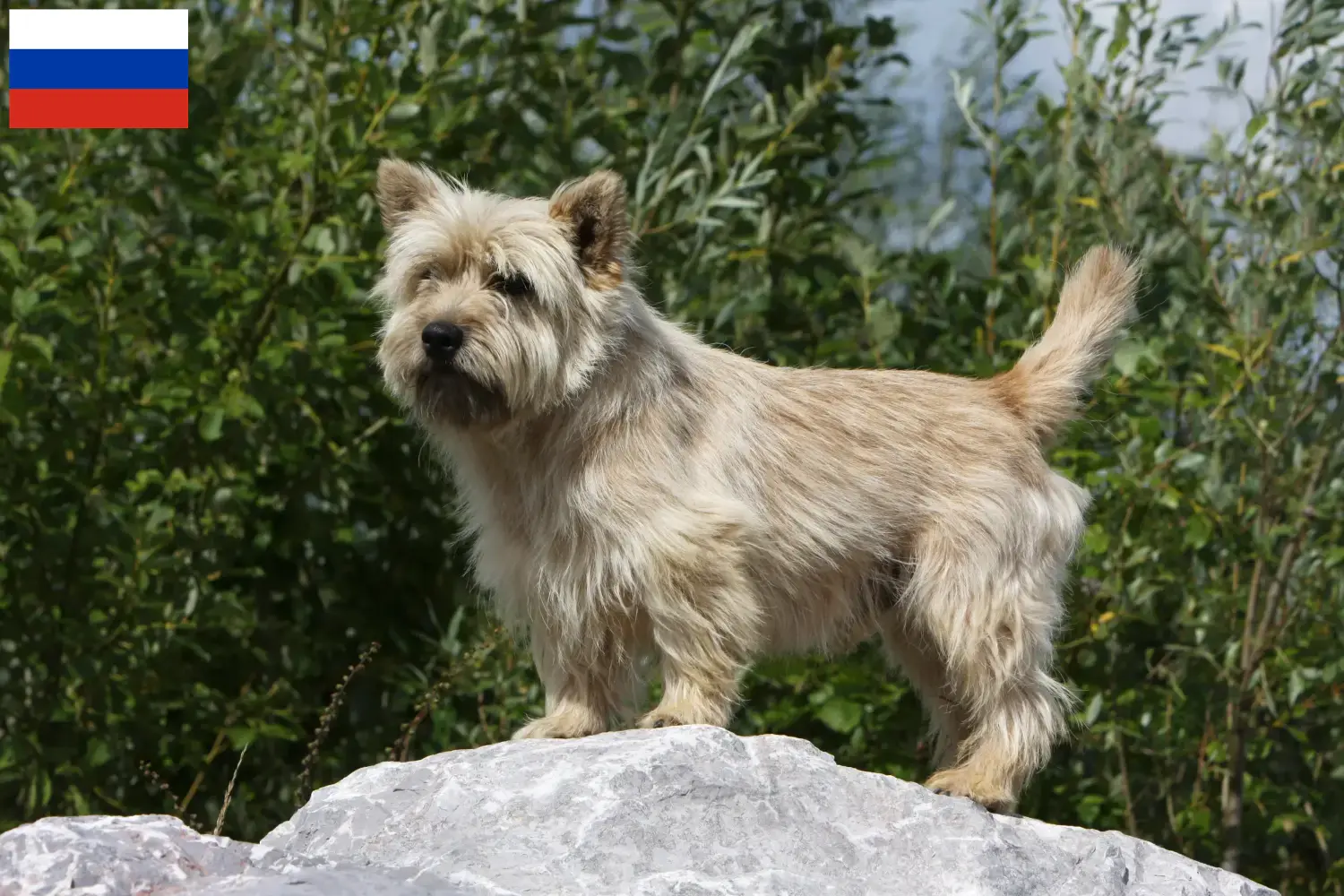 Read more about the article Cairn terrier tenyésztők és kölykök Oroszországban
