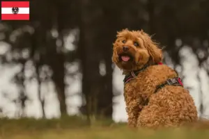 Read more about the article Cavoodle tenyésztők és kölykök Ausztriában