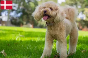 Read more about the article Cavoodle tenyésztők és kölykök Dánia területén