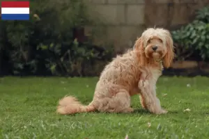 Read more about the article Cavoodle tenyésztők és kölykök Hollandiában