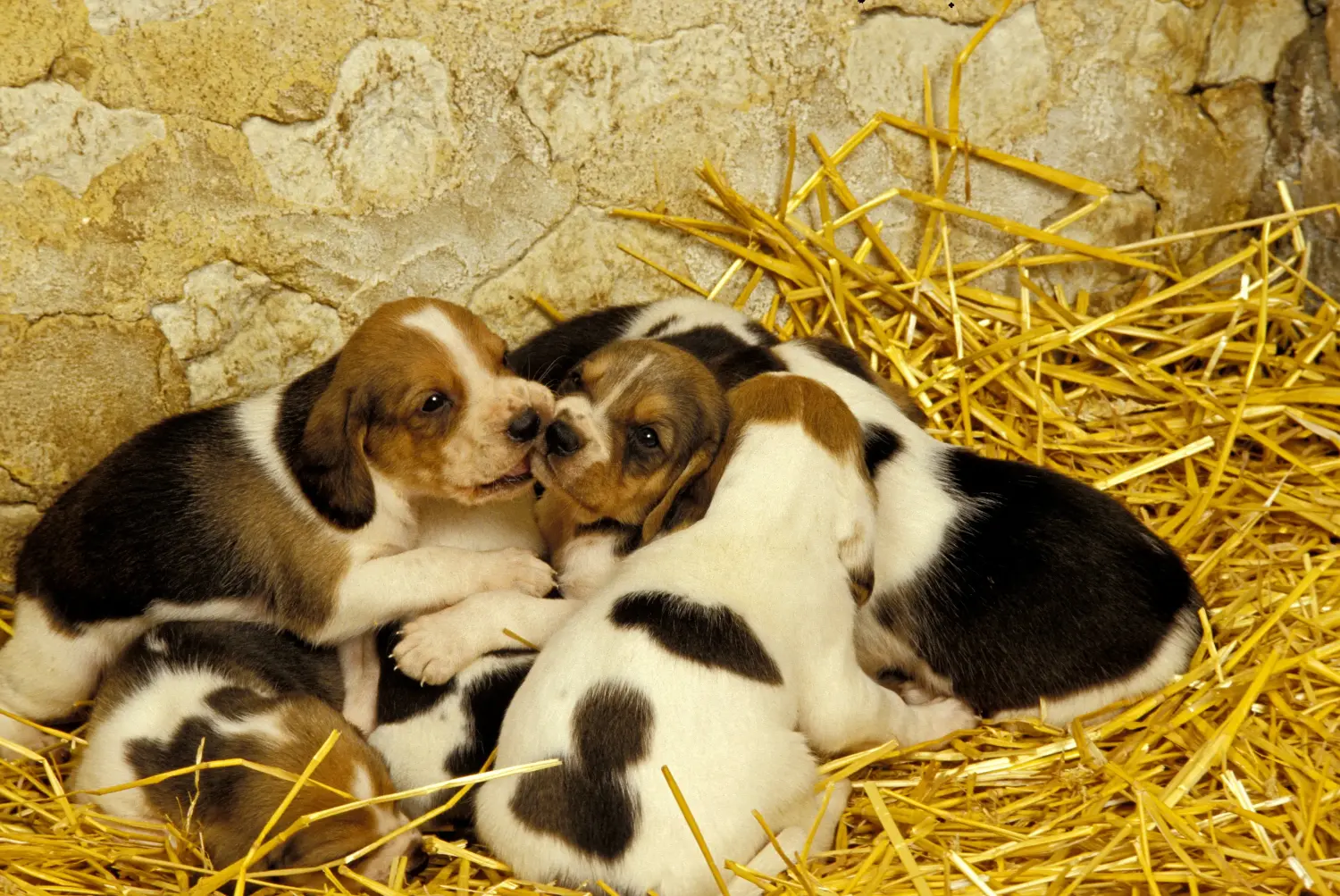 Egy Chien d'Artois kiskutya megvásárlása felelősségvállalást jelent! Vásároljon Chien d'Artois kiskutyákat.