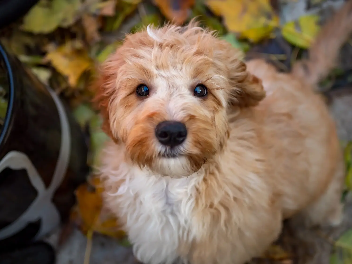 Cockapoo kölyökkutya vásárlása felelősségvállalást jelent! Cockapoo kiskutyák vásárlása.