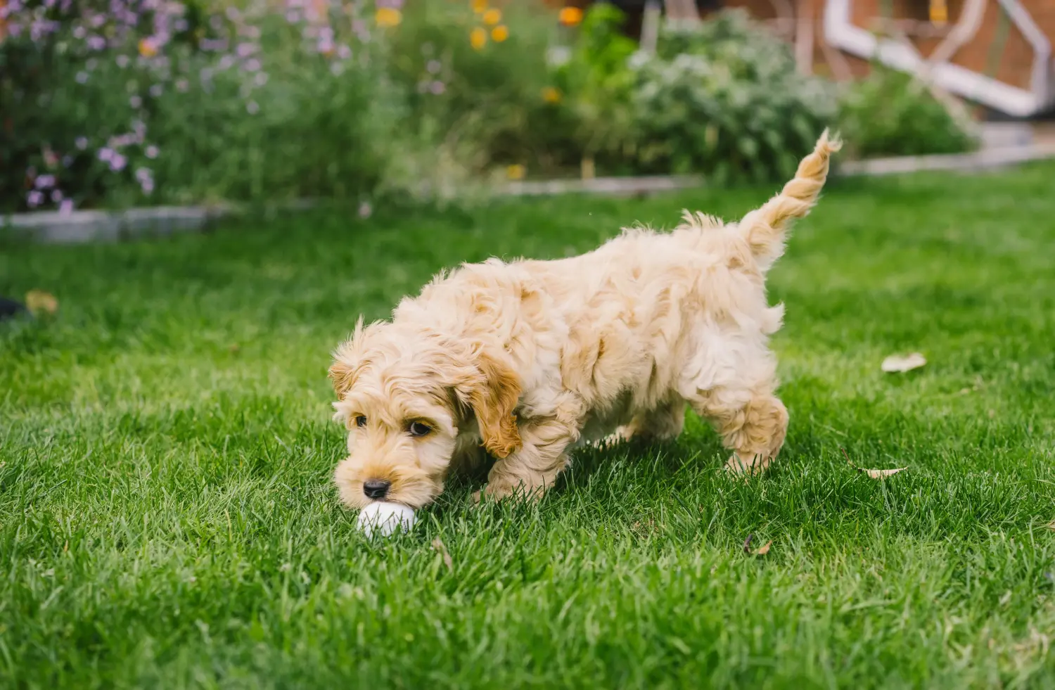 Cockapoo kölyökkutya vásárlása felelősségvállalást jelent! Cockapoo kiskutyák vásárlása.