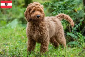 Read more about the article Cockapoo tenyésztők és kiskutyák Ausztriában