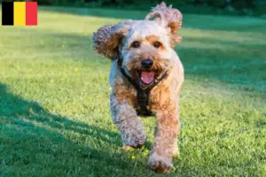 Read more about the article Cockapoo tenyésztők és kölykök Belgiumban
