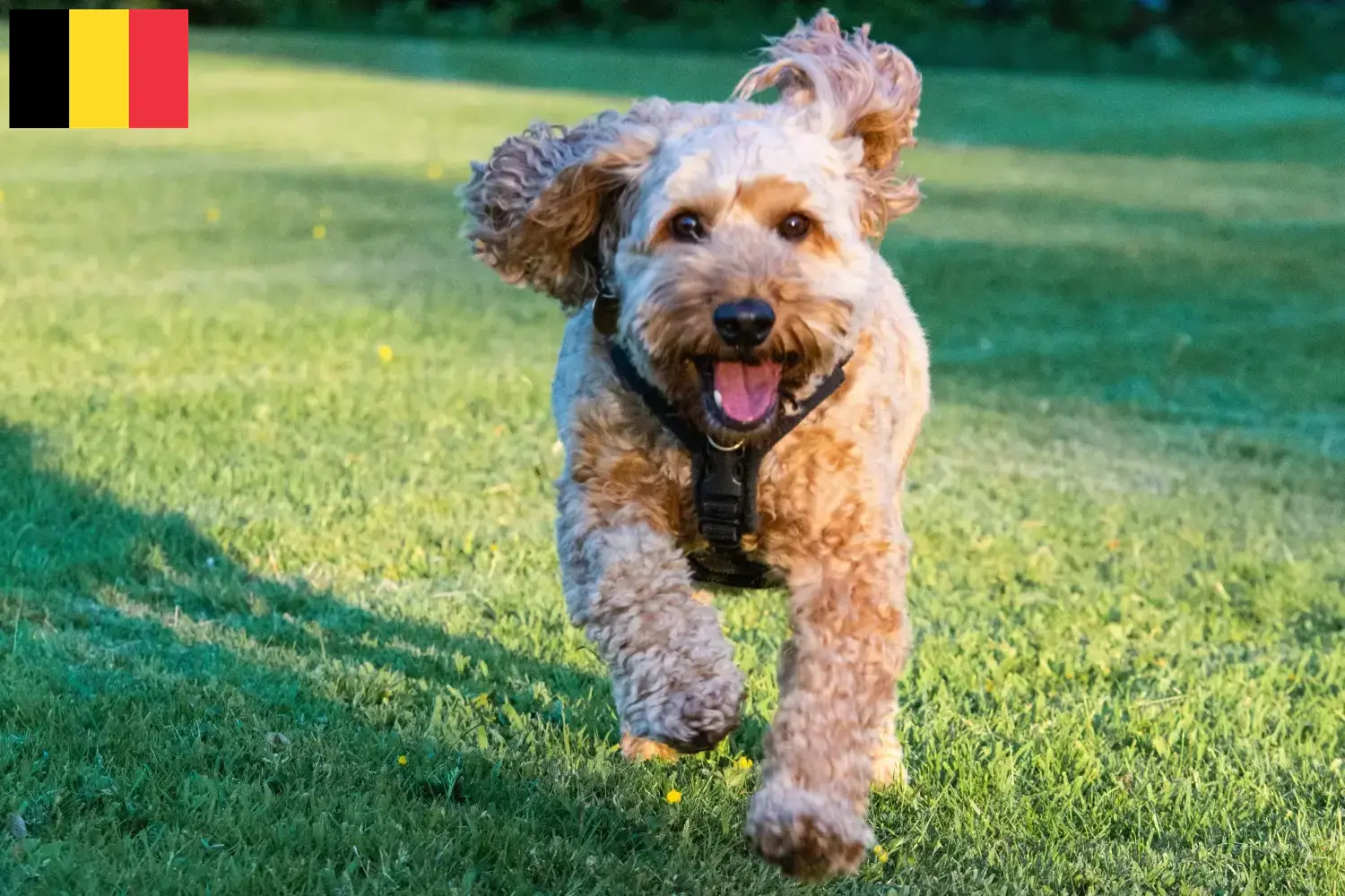 Read more about the article Cockapoo tenyésztők és kölykök Belgiumban