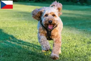 Read more about the article Cockapoo tenyésztők és kiskutyák Csehországban