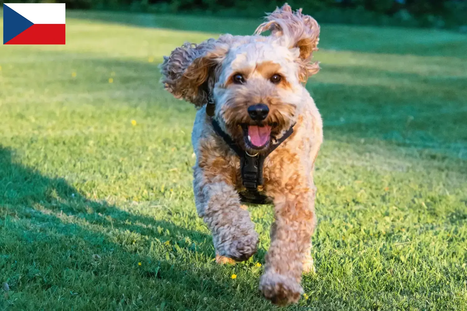 Read more about the article Cockapoo tenyésztők és kiskutyák Csehországban