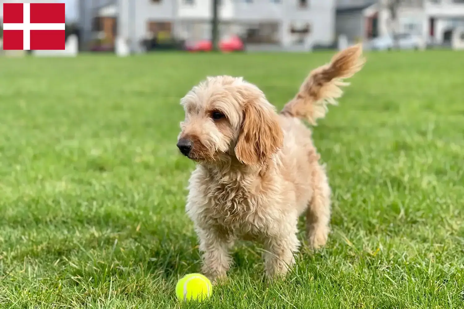 Read more about the article Cockapoo tenyésztők és kölykök Dániában