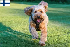 Read more about the article Cockapoo tenyésztők és kölykök Finnországban