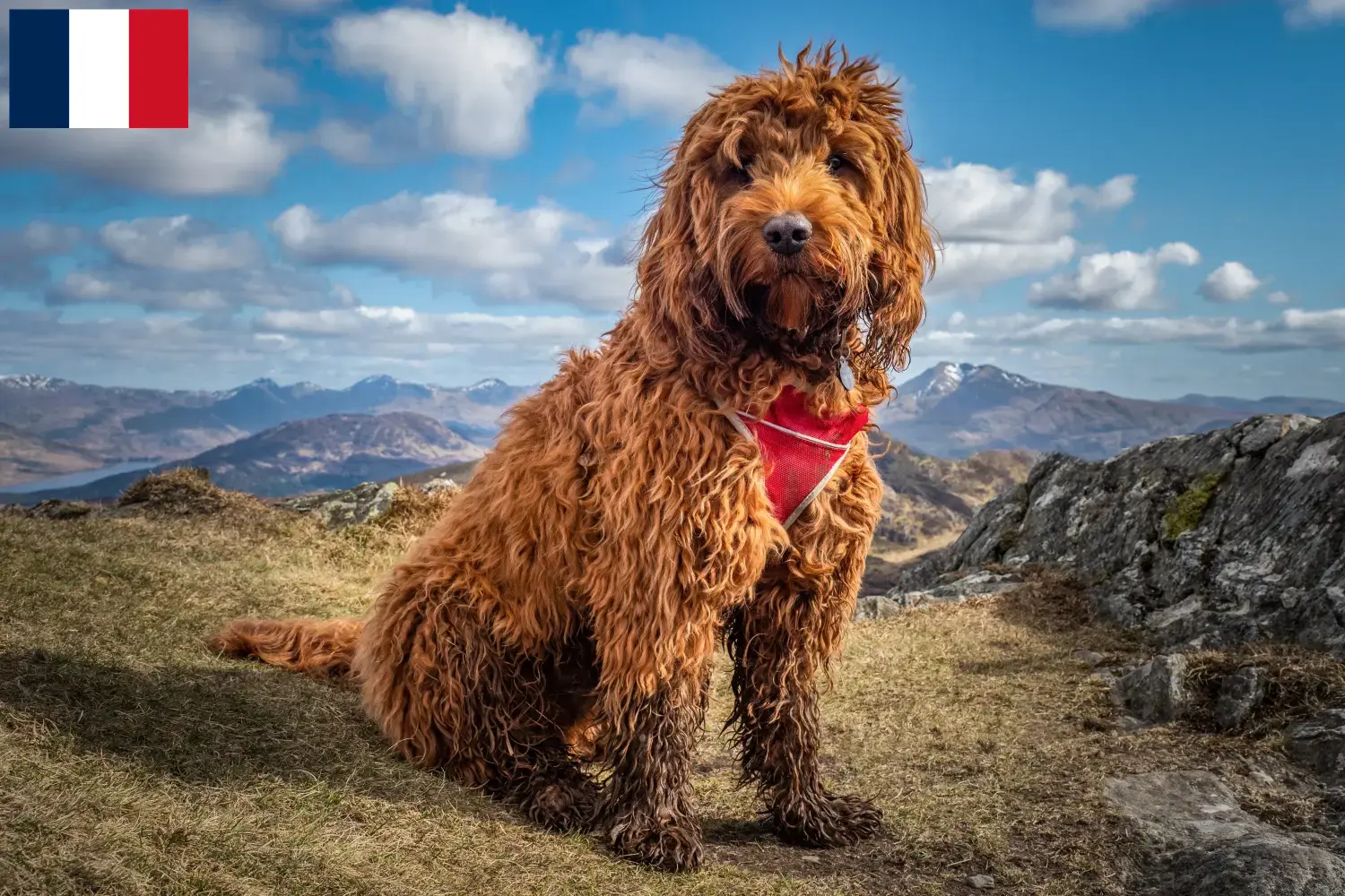 Read more about the article Cockapoo tenyésztők és kölykök Franciaországban