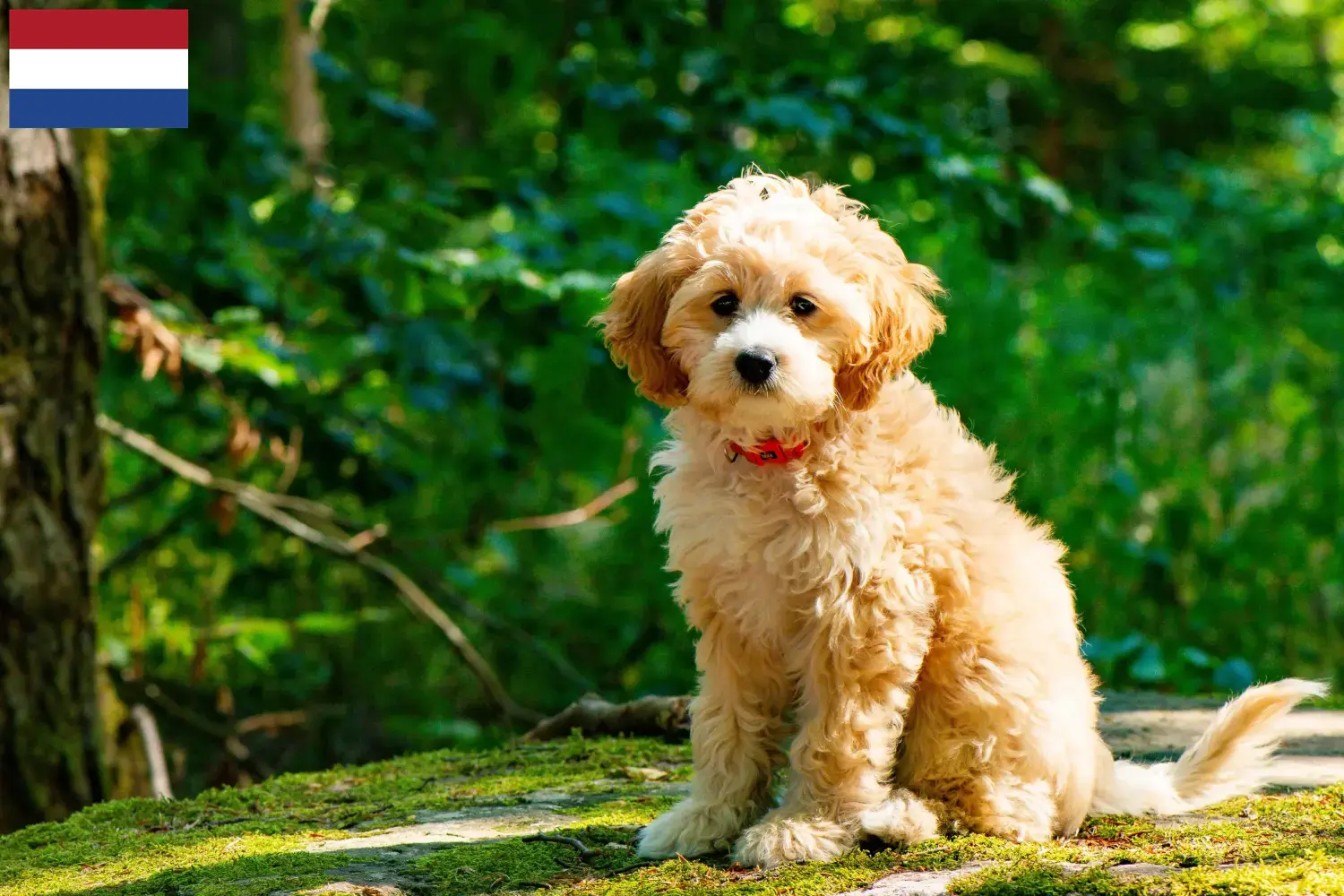 Read more about the article Cockapoo tenyésztők és kölykök Hollandiában