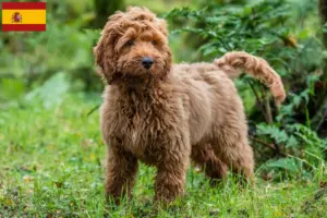 Read more about the article Cockapoo tenyésztők és kölykök Spanyolországban