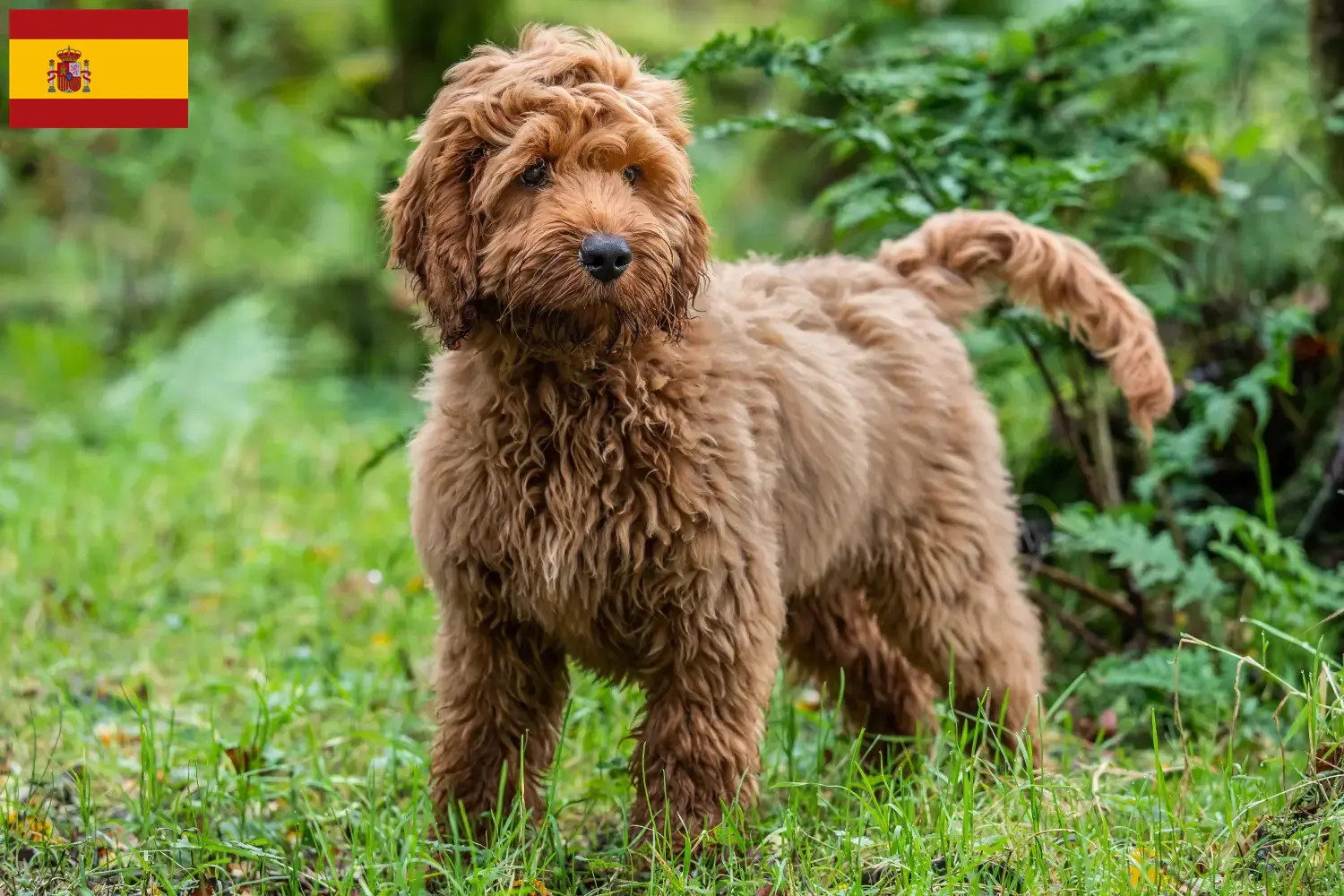 Read more about the article Cockapoo tenyésztők és kölykök Spanyolországban
