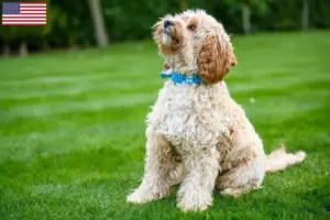 Read more about the article Cockapoo tenyésztők és kölykök az USA-ban
