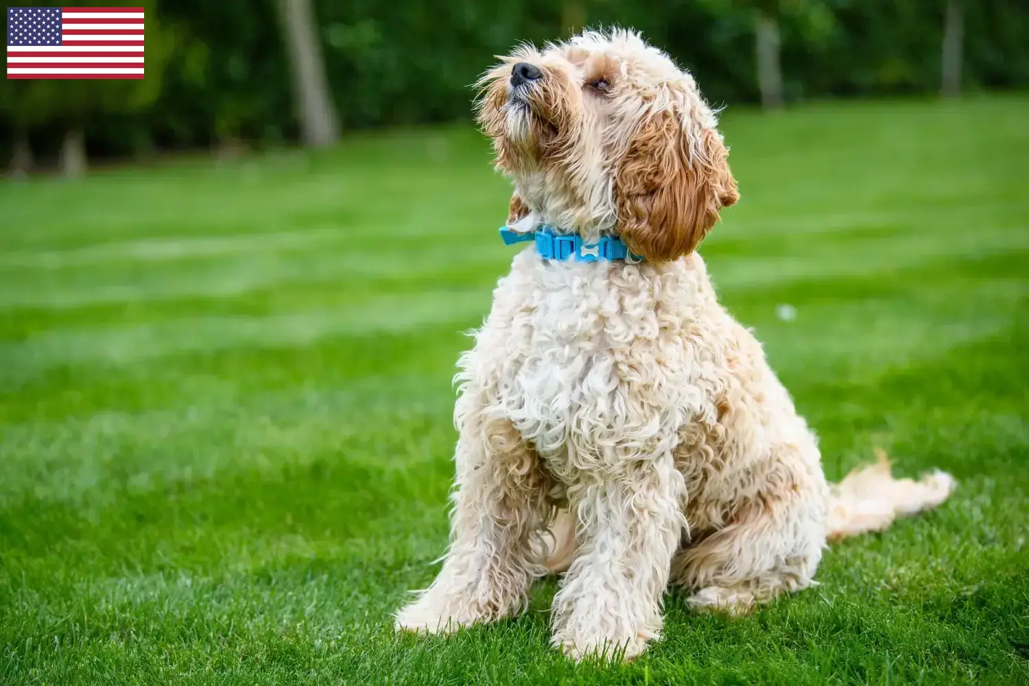 Read more about the article Cockapoo tenyésztők és kölykök az USA-ban