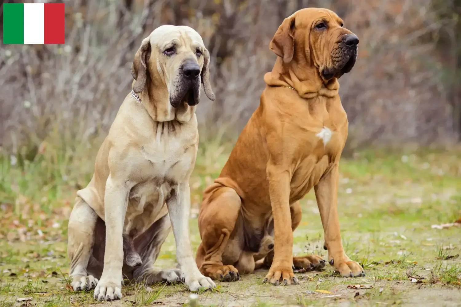 Read more about the article Fila Brasileiro tenyésztők és kölykök Olaszországban