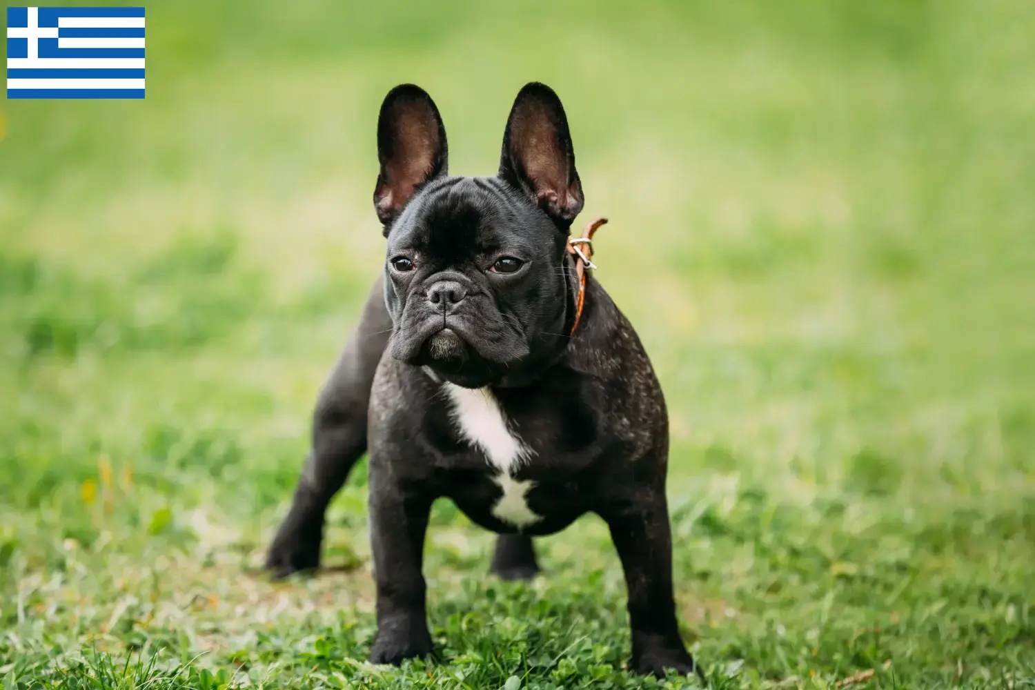Read more about the article Francia bulldog tenyésztők és kölykök Görögországban