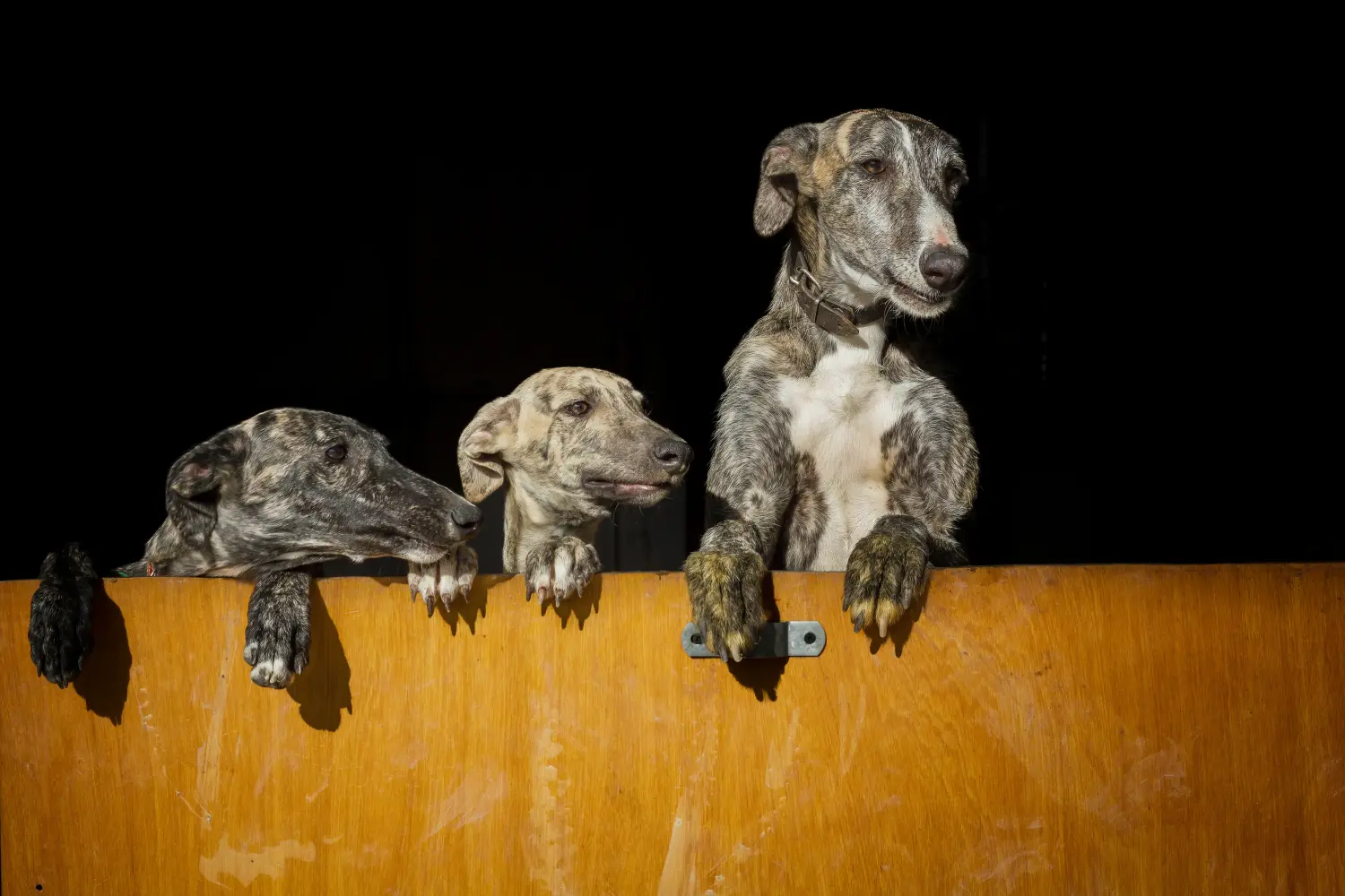 Egy Galgo Espanol kiskutya vásárlása felelősségvállalást jelent! Galgo Espanol kölyökkutyák vásárlása.