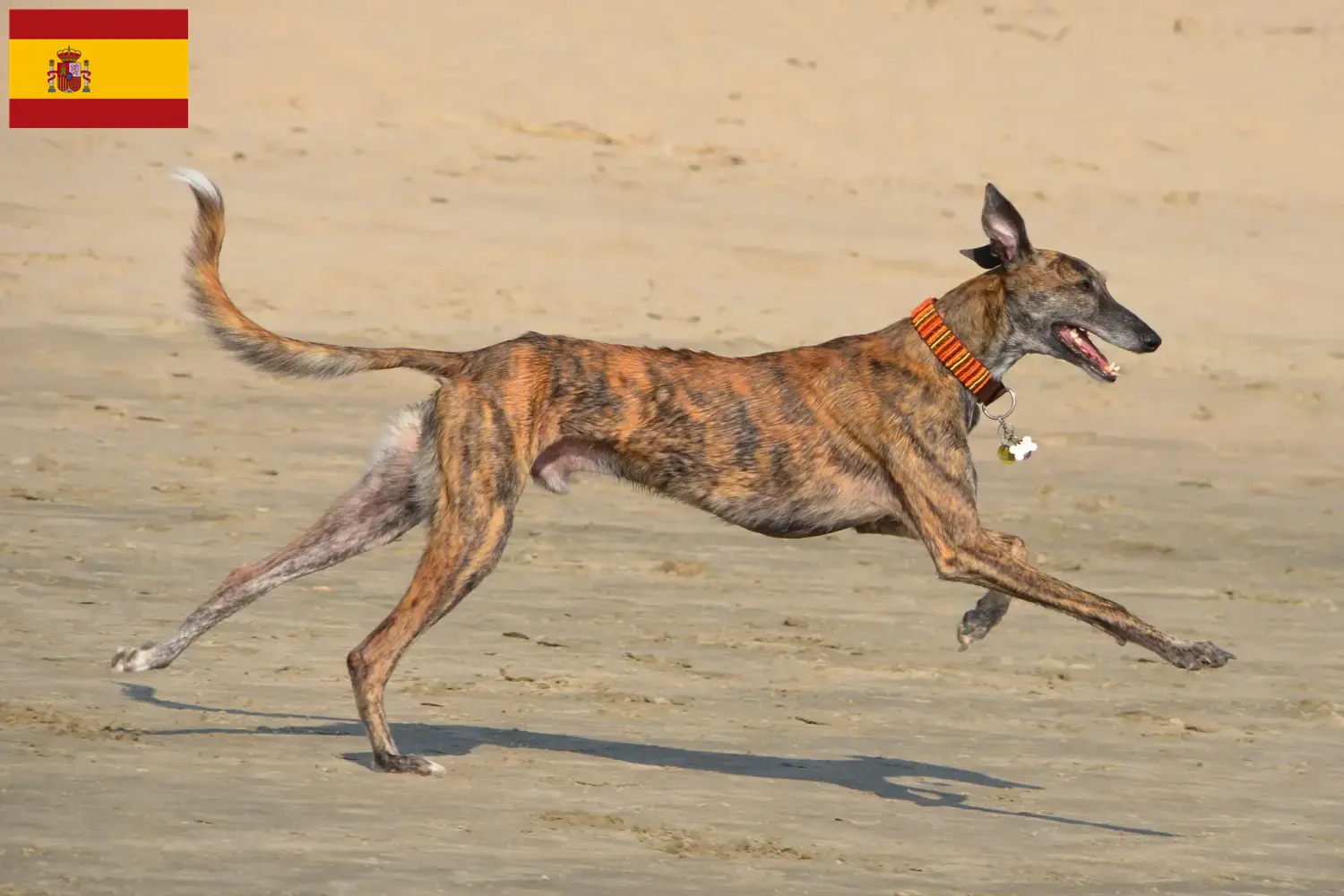 Read more about the article Galgo Espanol tenyésztők és kölykök Spanyolországban