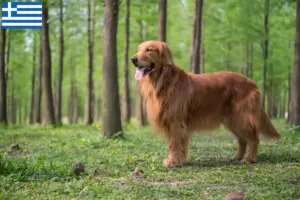Read more about the article Golden Retriever tenyésztők és kölykök Görögországban