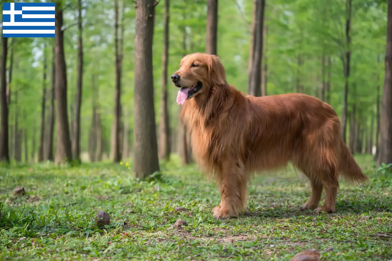 Golden Retriever kölykök és tenyésztők Görögország Itt megtalálja a Golden Retriever tenyésztőket Görögországban.