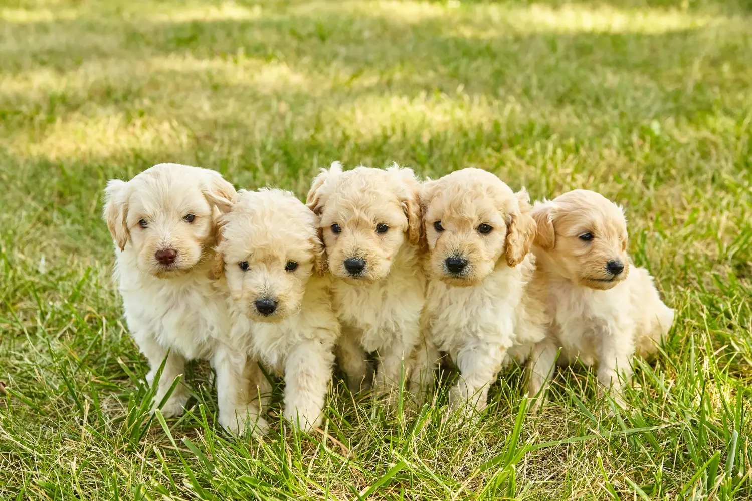 Goldendoodle kölyökkutya vásárlása felelősségvállalást jelent! Vásároljon Goldendoodle kölyökkutyákat.