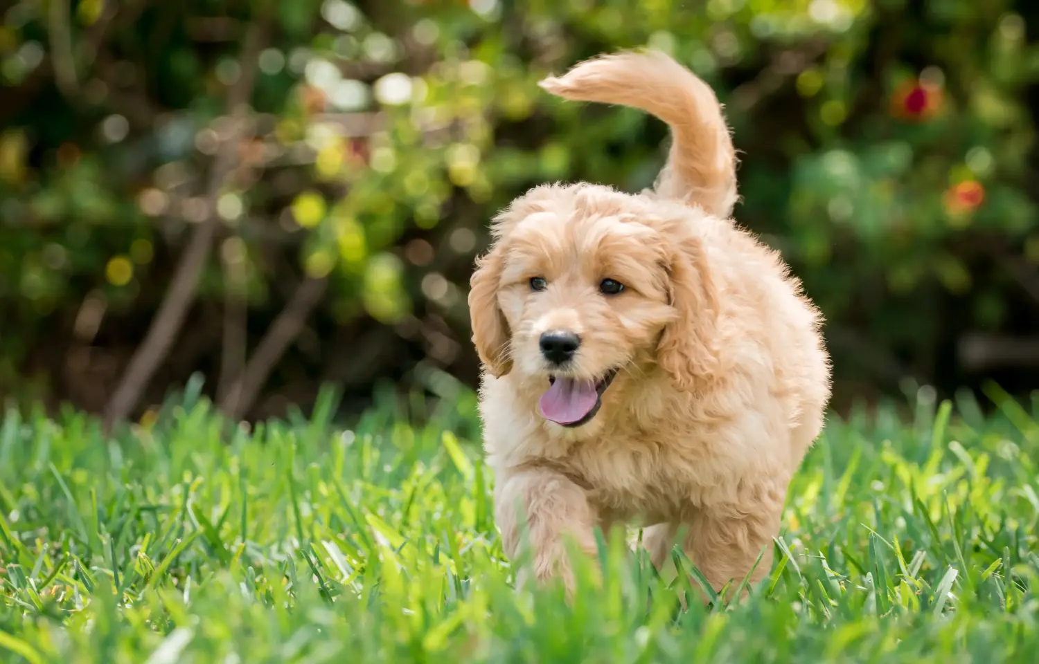 Goldendoodle kölyökkutya vásárlása felelősségvállalást jelent! Vásároljon Goldendoodle kölyökkutyákat.