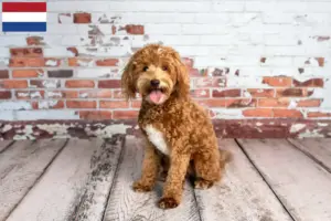 Read more about the article Goldendoodle tenyésztők és kölykök Hollandiában
