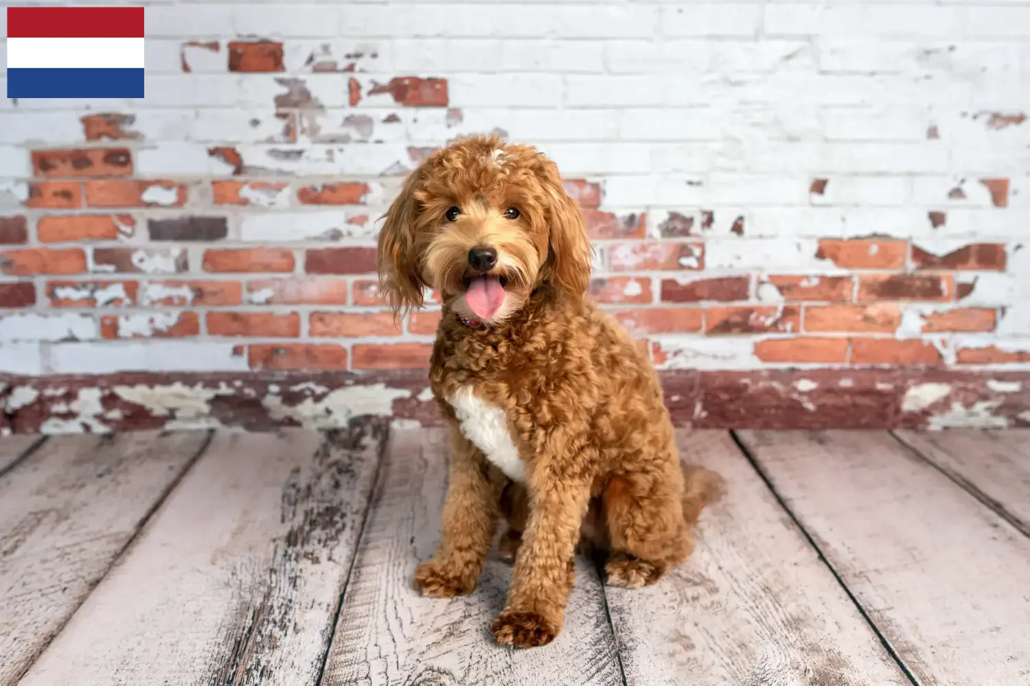 Goldendoodle kölykök és tenyésztők Hollandia Itt megtalálja a Goldendoodles tenyésztőket Hollandia területén.