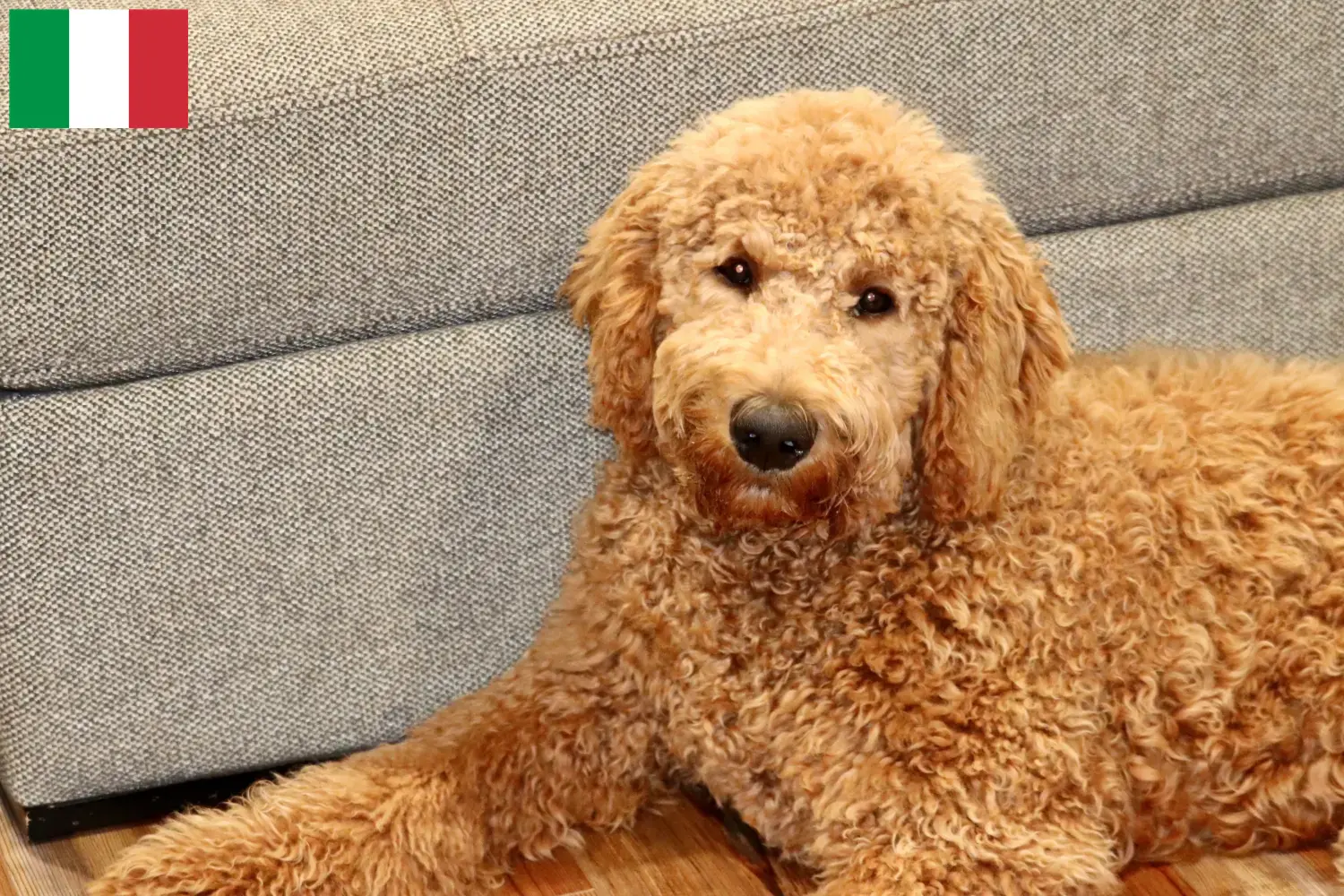 Goldendoodle kiskutyák és tenyésztők Olaszországban Itt megtalálja a Goldendoodles tenyésztőket Olaszországban.