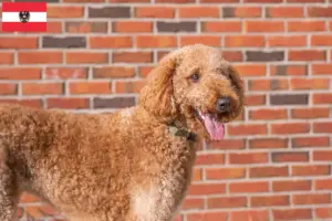 Read more about the article Goldendoodle tenyésztők és kiskutyák Ausztriában