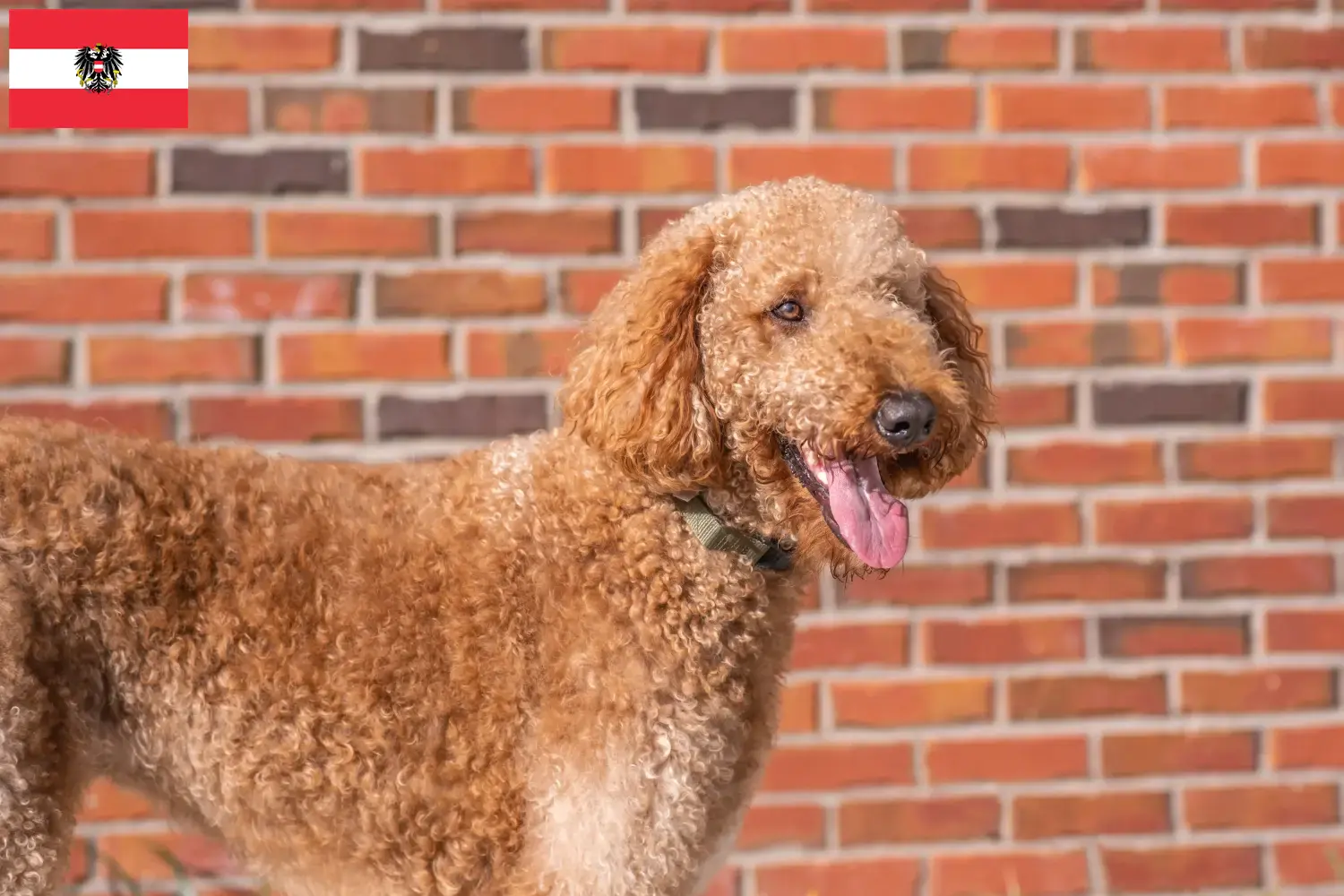Goldendoodle kölykök és tenyésztők Ausztria Itt találsz Goldendoodles tenyésztőket Ausztriában.