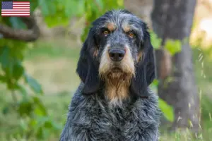Read more about the article Griffon Bleu de Gascogne tenyésztők és kölykök az USA-ban