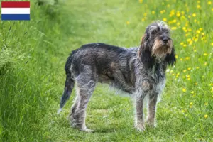 Read more about the article Griffon Bleu de Gascogne tenyésztők és kölykök Hollandiában