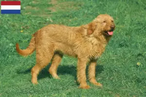 Read more about the article Griffon Fauve de Bretagne tenyésztők és kiskutyák Hollandia területén