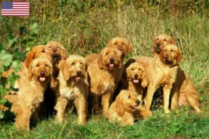 Read more about the article Griffon Fauve de Bretagne tenyésztők és kölykök az USA-ban
