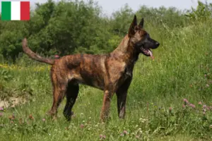 Read more about the article Hollandse Herdershond tenyésztők és kölykök Olaszországban