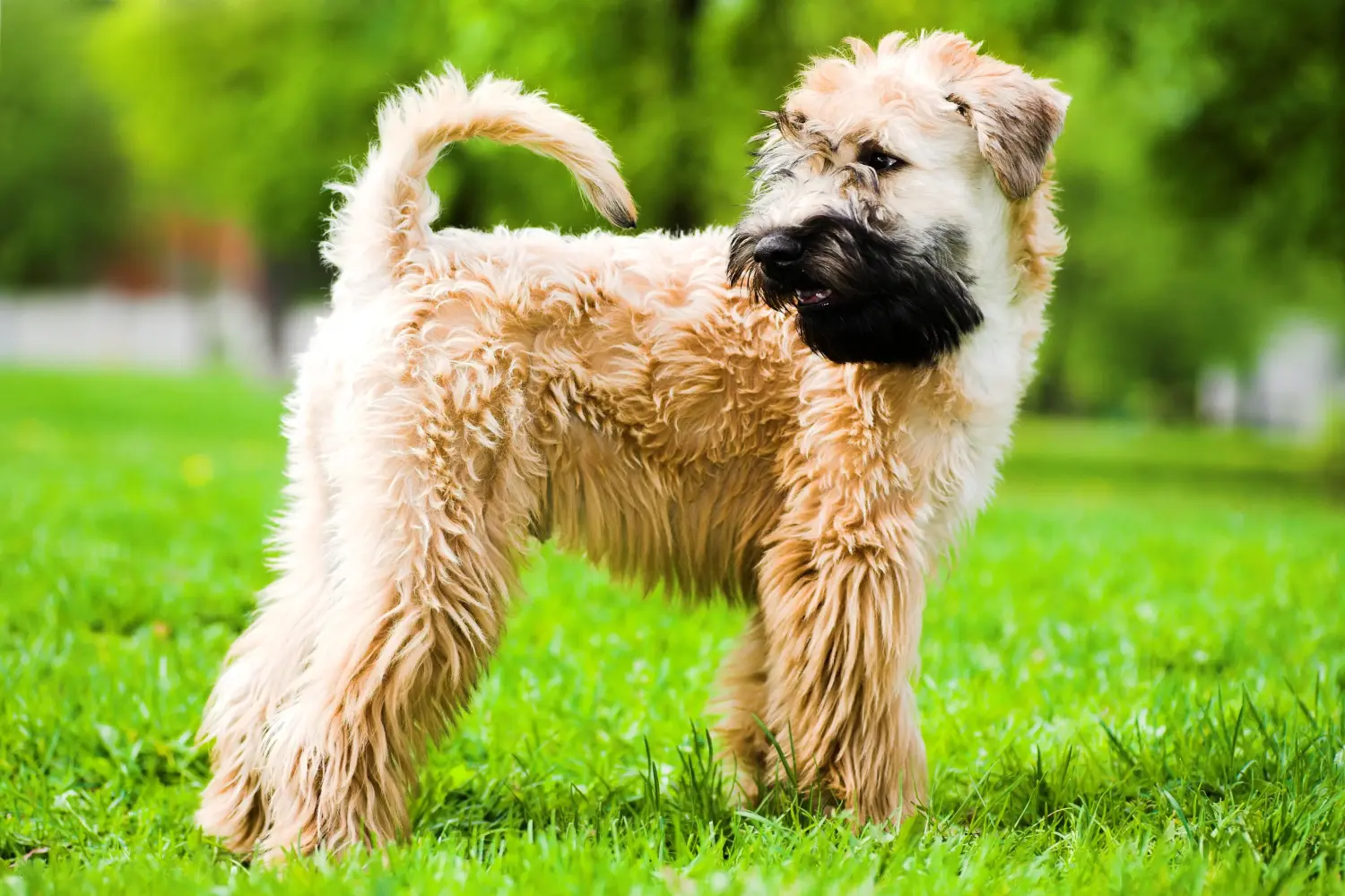 Ír Soft Coated Wheaten Terrier kölyökkutya vásárlása felelősségvállalást jelent! Vásároljon ír soft coated wheaten terrier kölyköket.