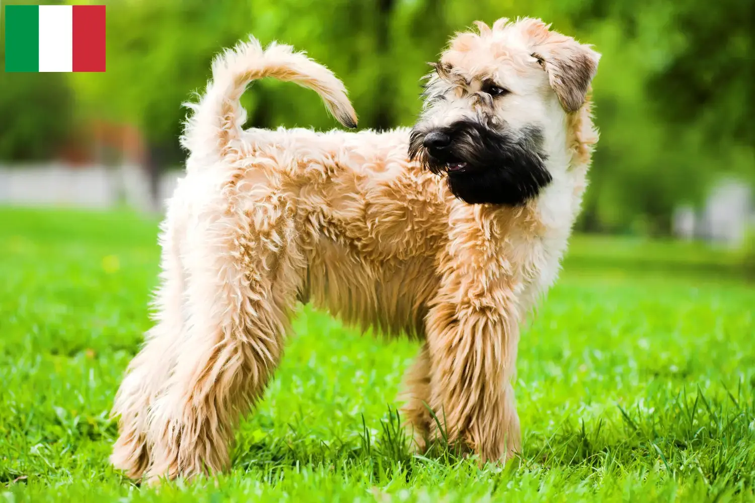 Read more about the article Ír Soft Coated Wheaten Terrier tenyésztők és kölykök Olaszországban