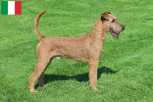 Read more about the article Ír terrier tenyésztők és kölykök Olaszországban