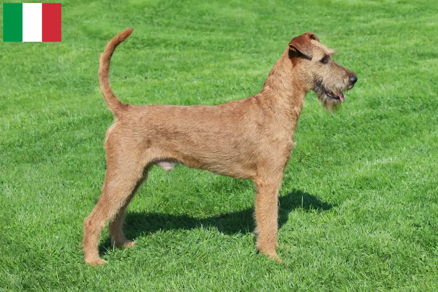 Read more about the article Ír terrier tenyésztők és kölykök Olaszországban