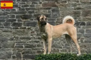 Read more about the article Kangal tenyésztők és kölykök Spanyolországban