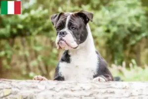 Read more about the article Kontinentális bulldog tenyésztők és kölykök Olaszországban