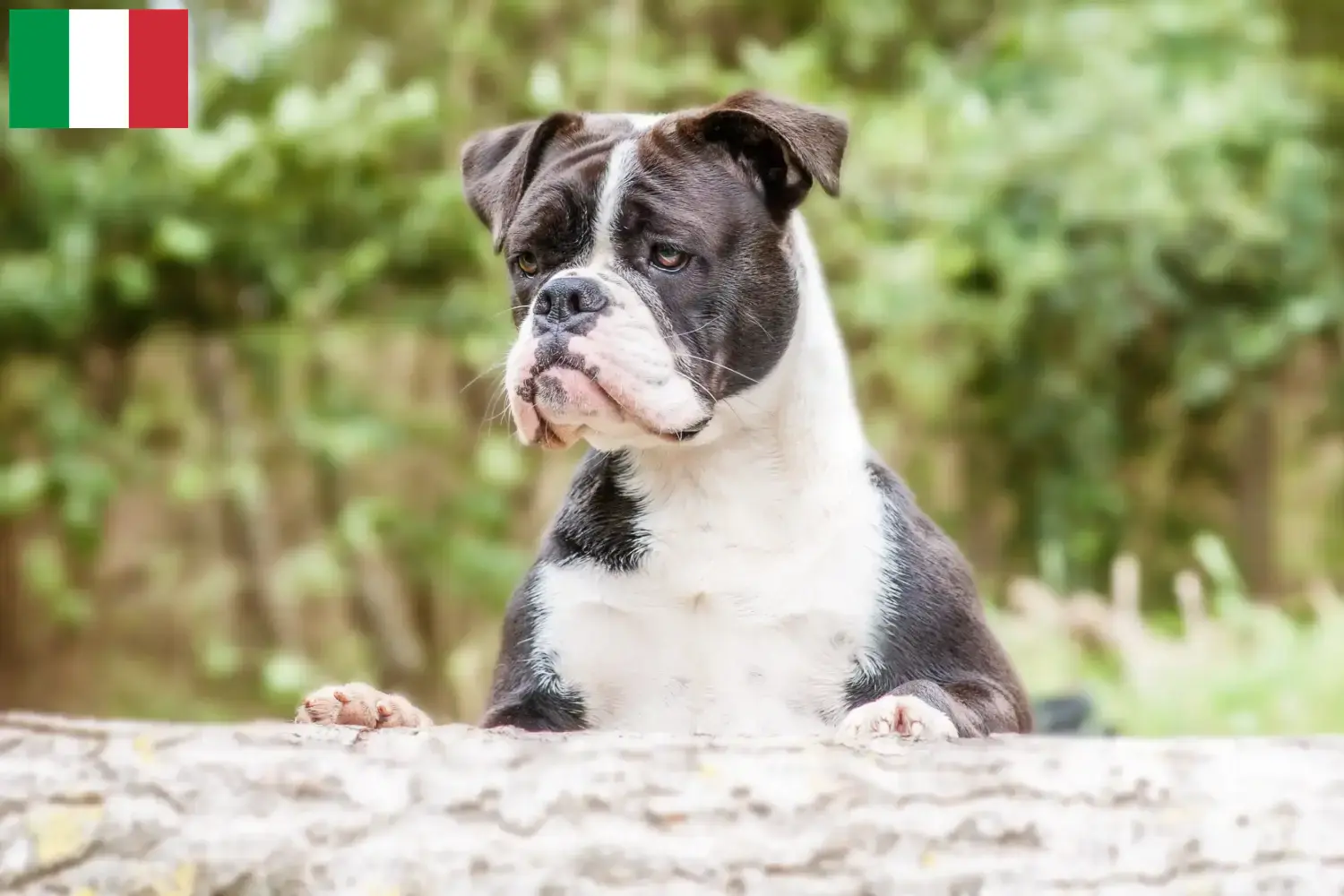 Read more about the article Kontinentális bulldog tenyésztők és kölykök Olaszországban