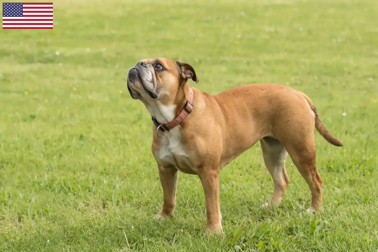 Read more about the article Kontinentális bulldog tenyésztők és kölykök az USA-ban