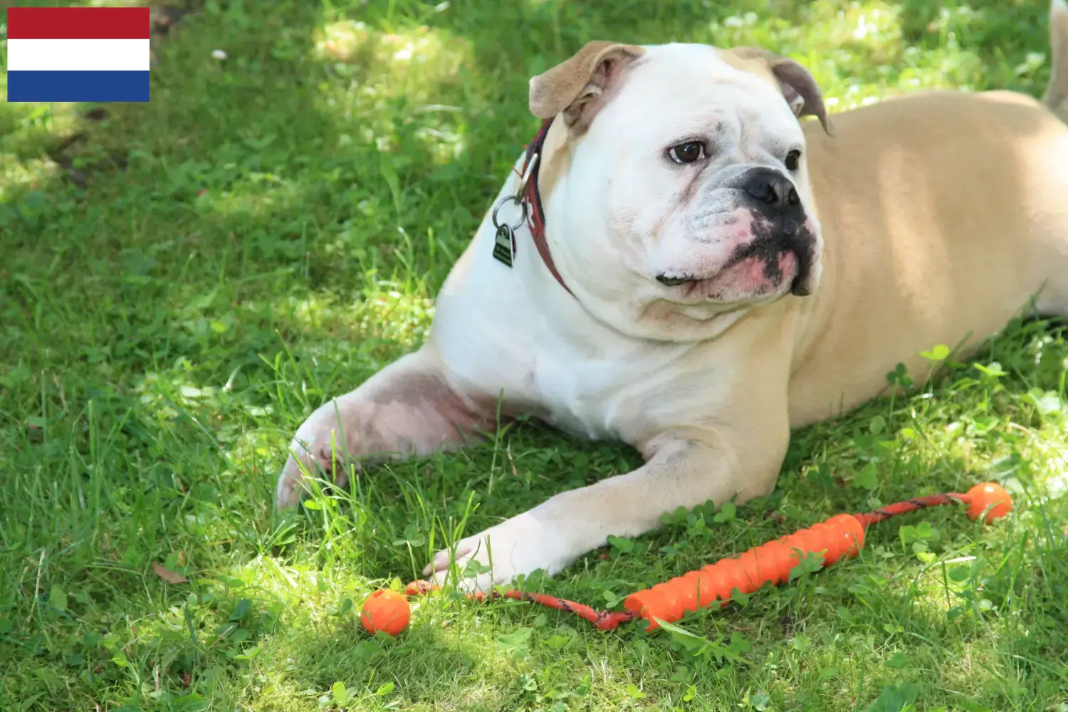 Read more about the article Kontinentális bulldog tenyésztők és kölykök Hollandiában