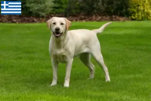 Read more about the article Labrador tenyésztők és kölykök Görögországban