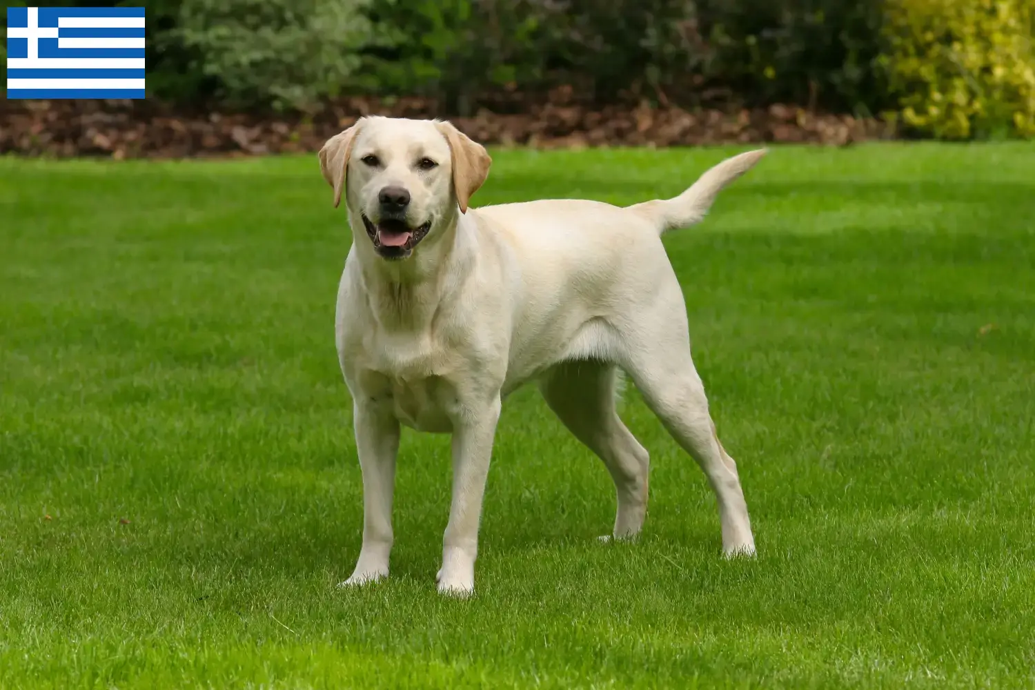 Read more about the article Labrador tenyésztők és kölykök Görögországban